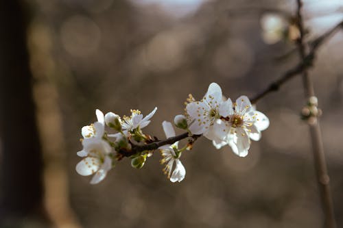 Бесплатное стоковое фото с apple, весна, ветвь