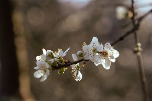 Free Beautiful cherry blossoms in spring, showcasing delicate white flowers on a branch. Stock Photo