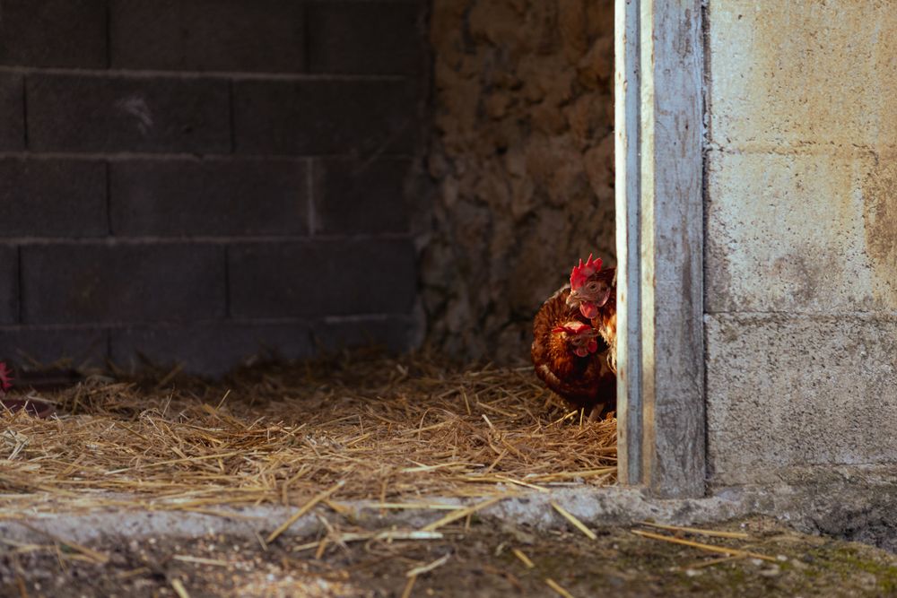 Exterior of an environmentally controlled poultry house