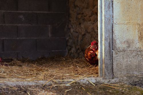 Free Chickens peering out from a rustic barn corner, with hay scattered on the floor. Stock Photo