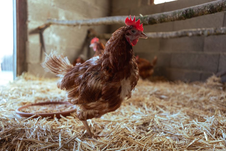 Why Chickens Eat Their Own Eggs and How to Stop It