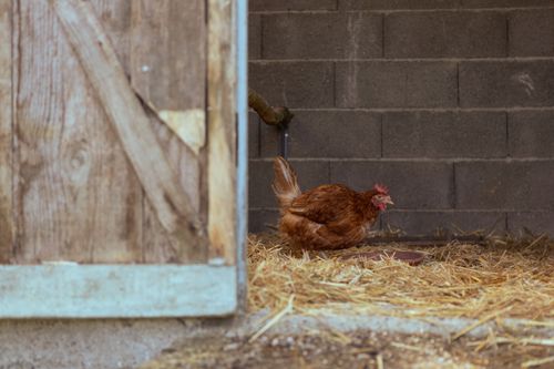 Free A brown hen in a barn, against rustic wooden gate and straw-covered floor. Stock Photo