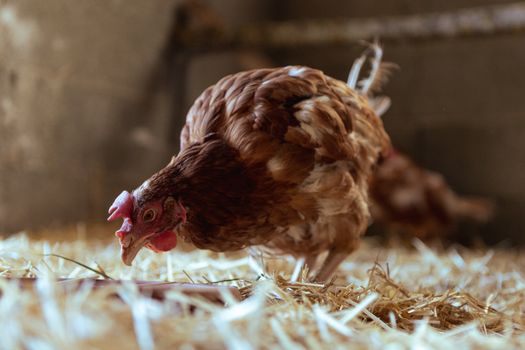 Close-up of a brown hen pecking hay in a rustic barn setting, showcasing rural farm life.