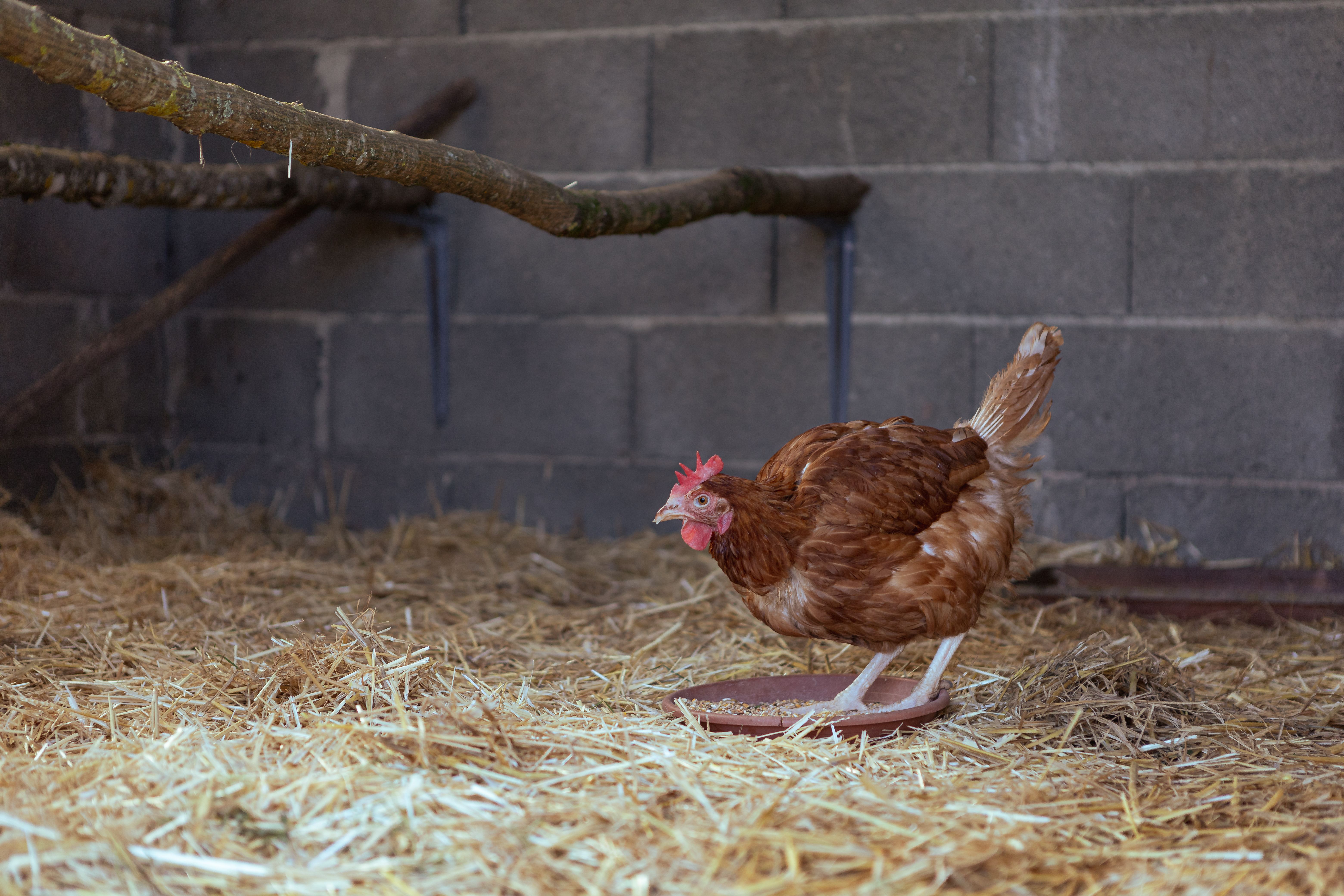Brown hen standing in a chicken coop with straw bedding, ideal for farm and poultry imagery.