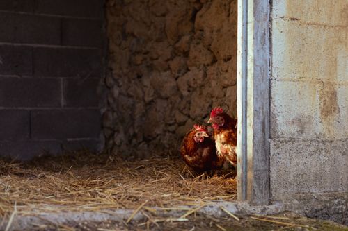 Free Two chickens resting inside a rustic barn with straw bedding and stone walls. Stock Photo