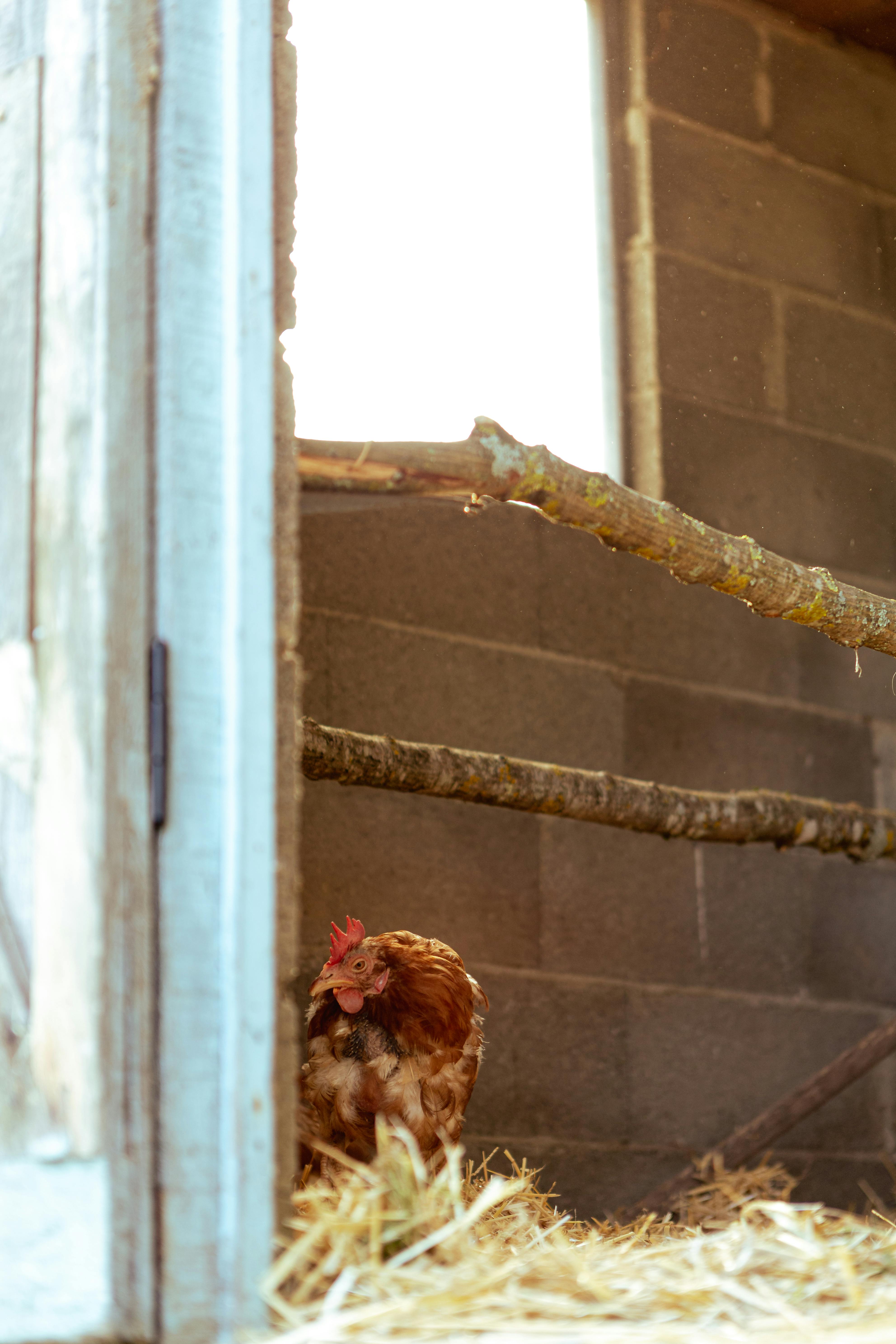 Warming  plumage chicken - a Royalty Free Stock Photo from Photocase