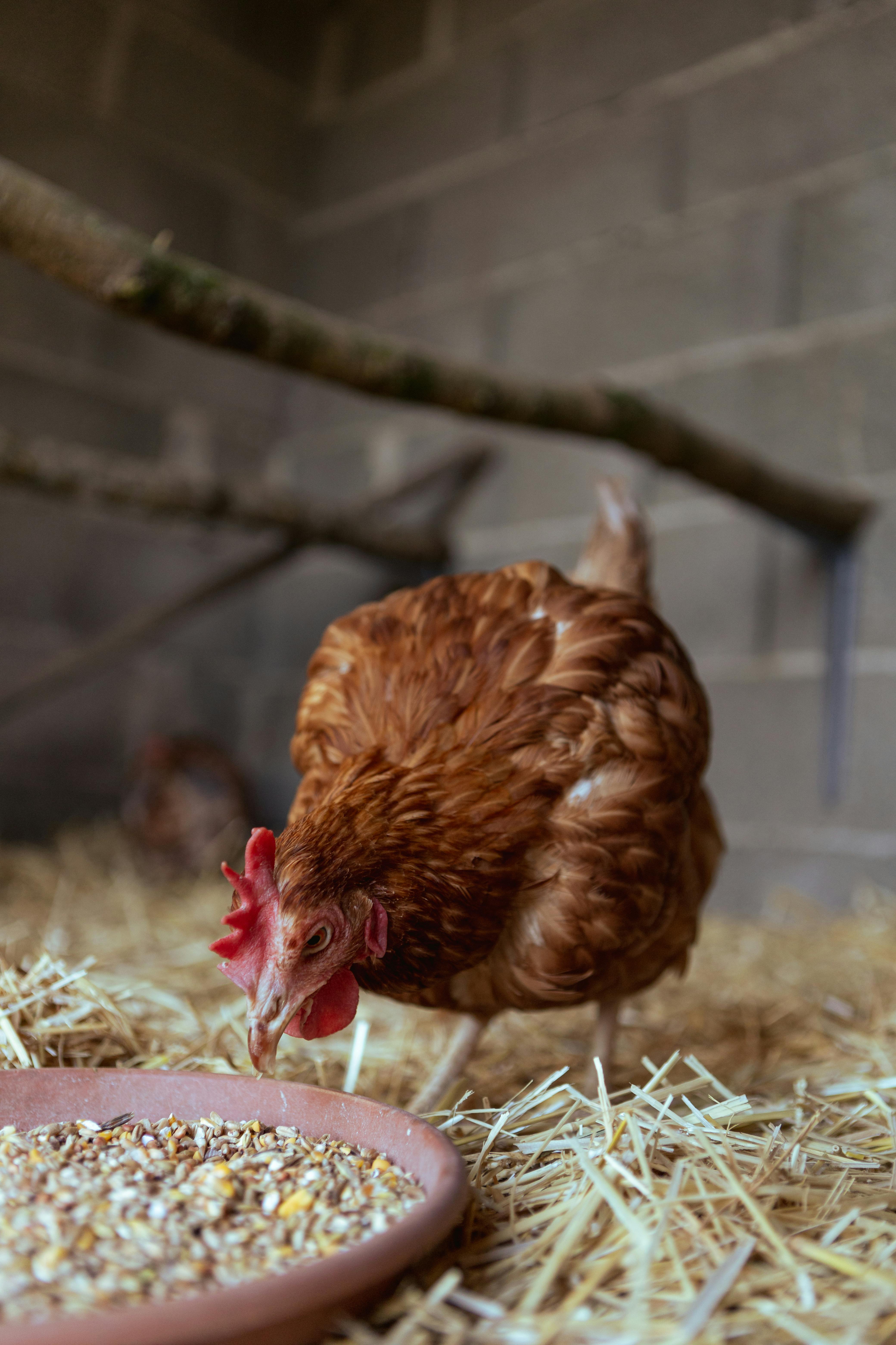 Closeup of a Chicken Eating Grain · Free Stock Photo