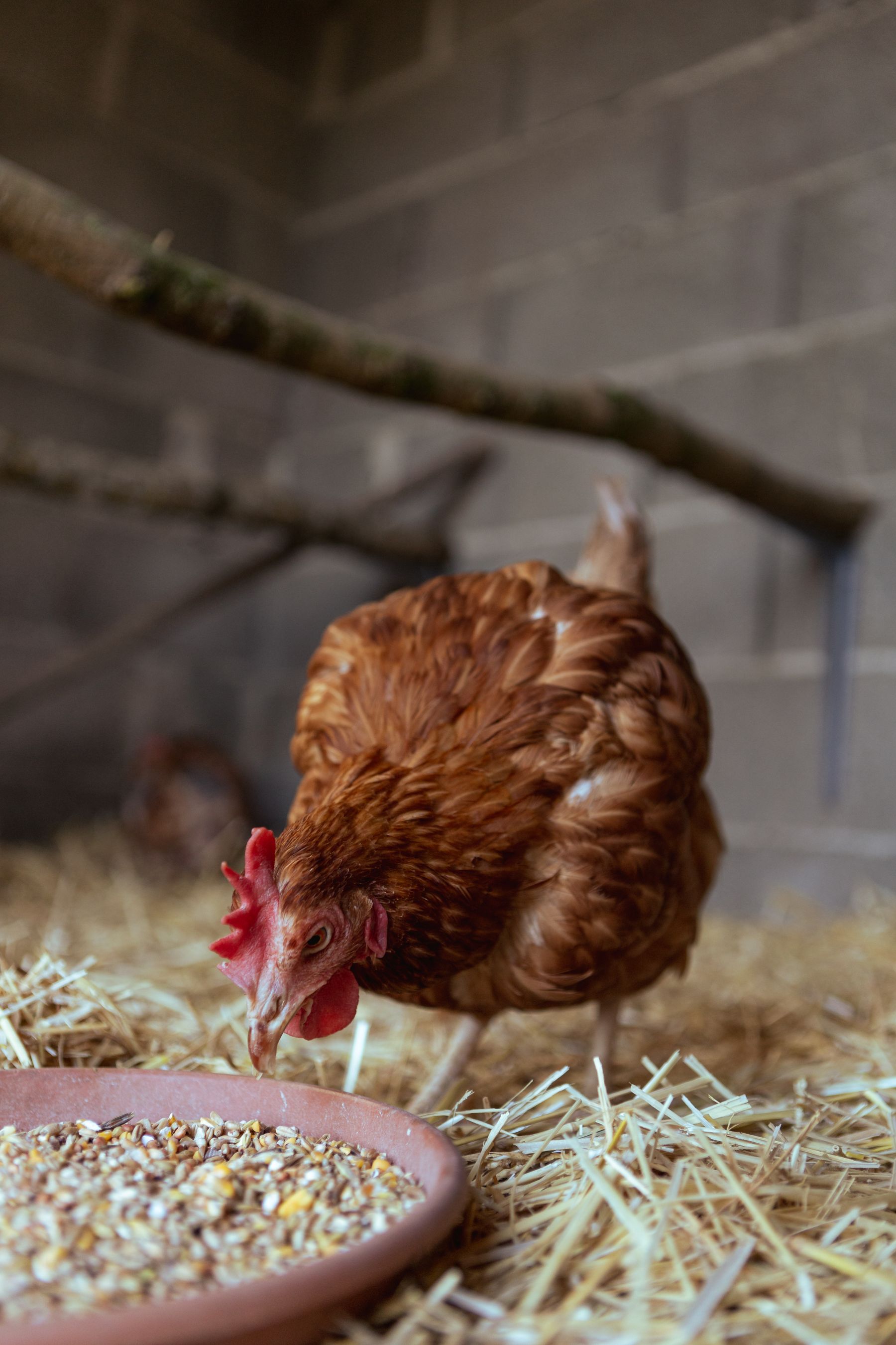 Chicken eating grain in a farm coop