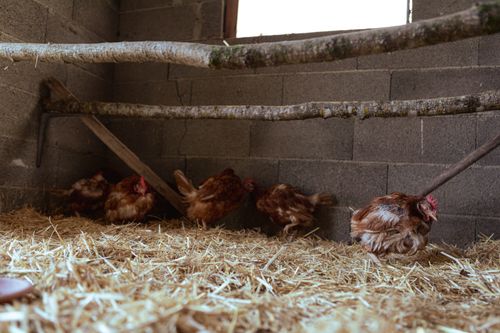 Free Cozy chicken coop with hens nesting in straw under wooden perches. Stock Photo