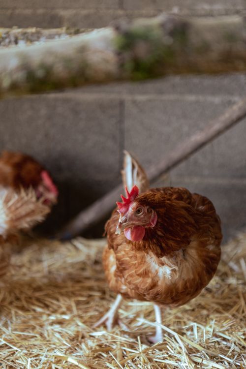 Free Close-up of a brown hen walking on hay inside a barn. Rustic rural ambiance. Stock Photo