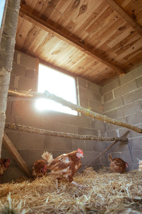Hens in a Chicken Coop 
