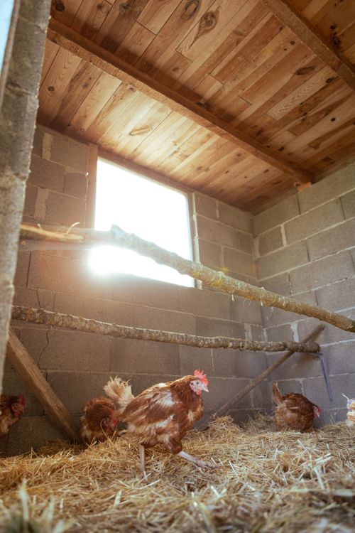 Free Chickens inside a sunlit farm coop on a bed of straw, showcasing rustic farming. Stock Photo