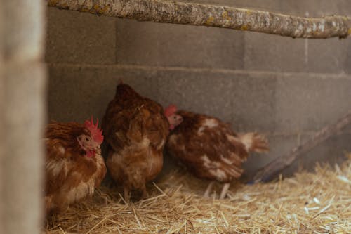 Chickens on Hay in Barn