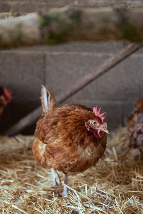 Free A single hen standing on straw inside an indoor chicken coop with rustic vibes. Stock Photo