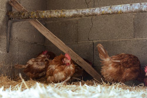Chickens Sitting on Hay in Barn