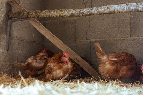 Free Brown hens relaxing in a rustic indoor coop on a bed of hay. Stock Photo