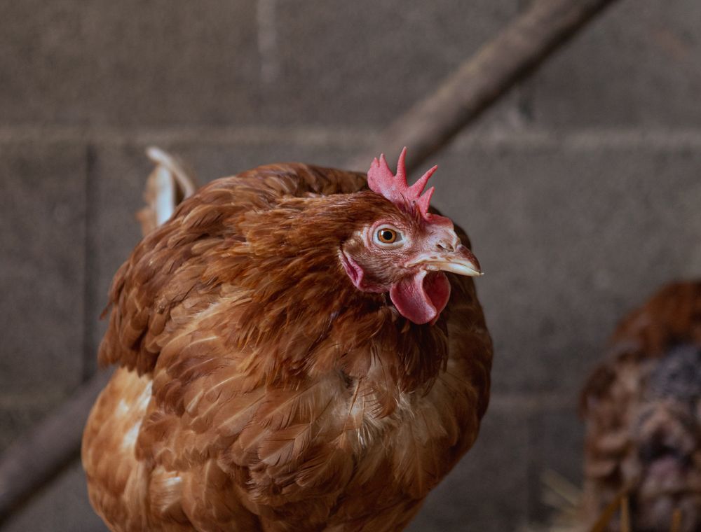 Brown hen standing on straw in a coop, a layer whose egg size depends on her age, weight and daily feed