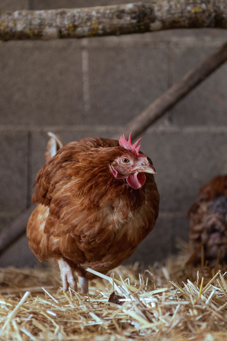 Brown hen standing on straw inside a coop — photo by Andreas Ebner on Pexels