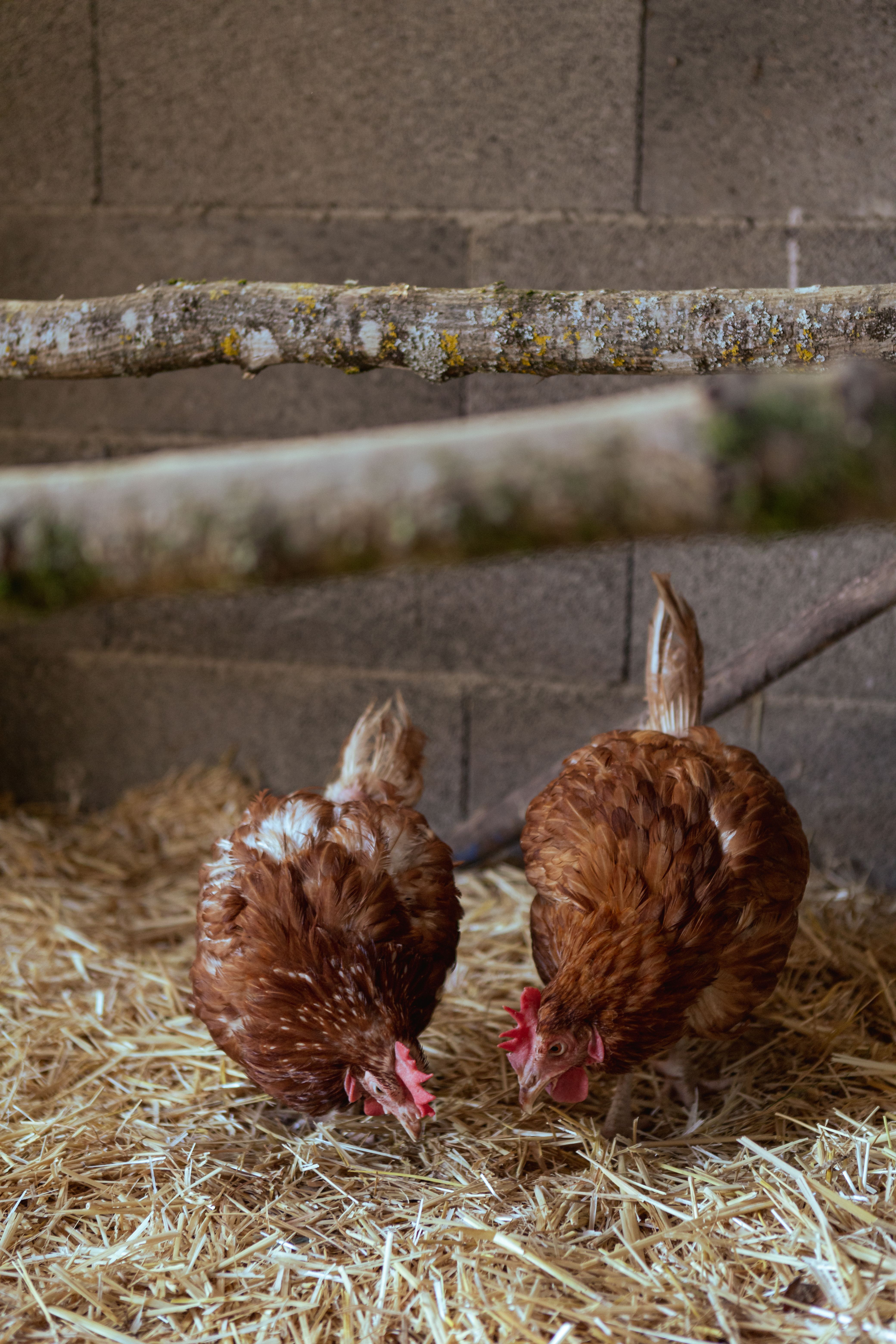 Chickens Eating on Hay on Farm · Free Stock Photo