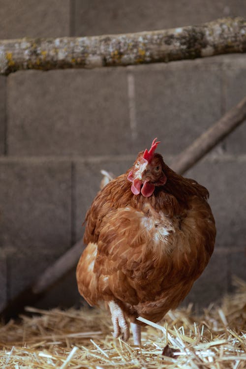 Základová fotografie zdarma na téma chůze, drůbež, farma