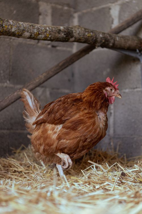 Free Close-up of a brown hen in a barn setting, standing on straw bedding. Stock Photo