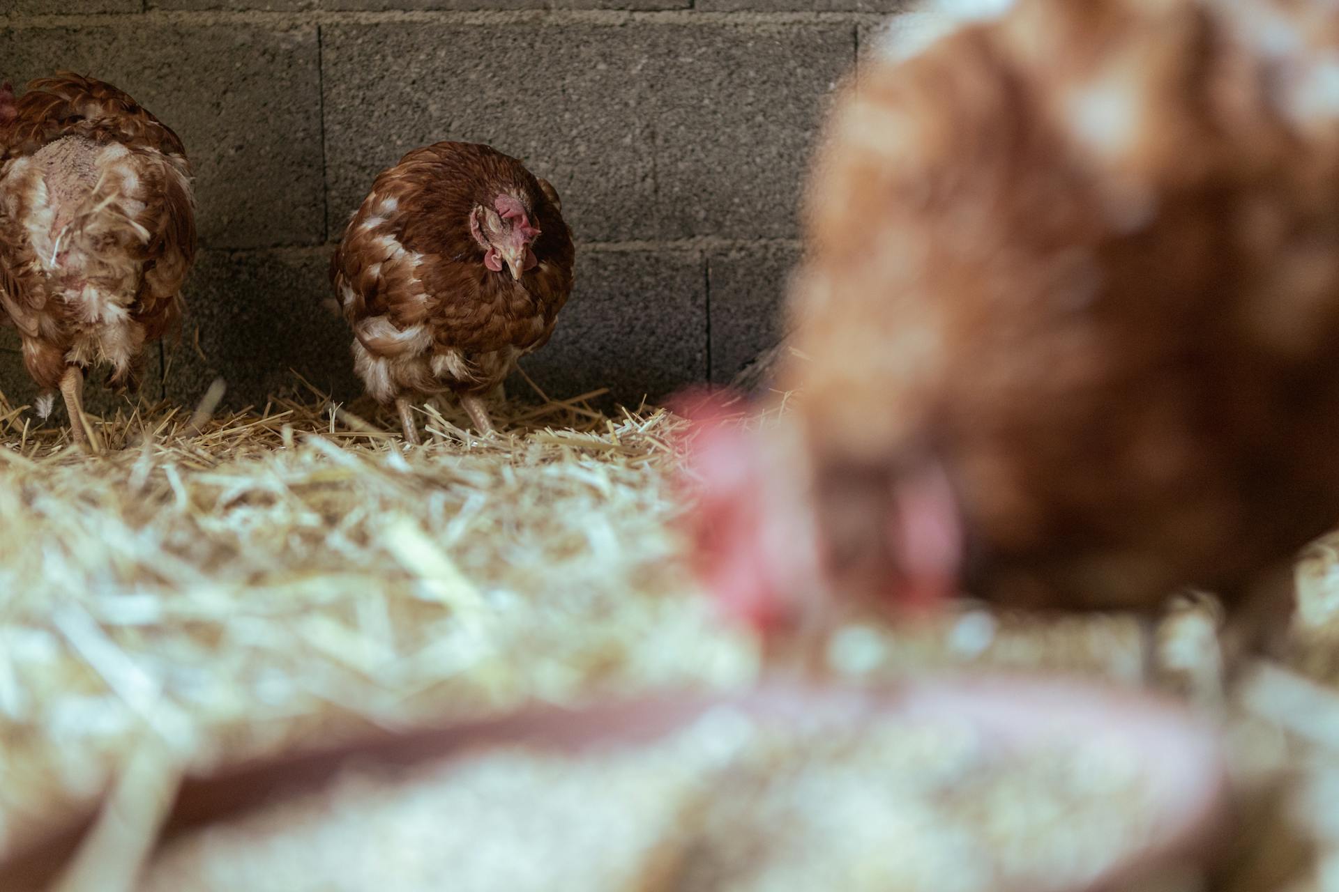 Brown hens roam inside a cozy chicken coop with straw bedding, showcasing rustic farm life.