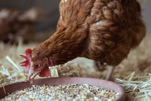 A Hen in a Chicken Coop Eating Seeds 