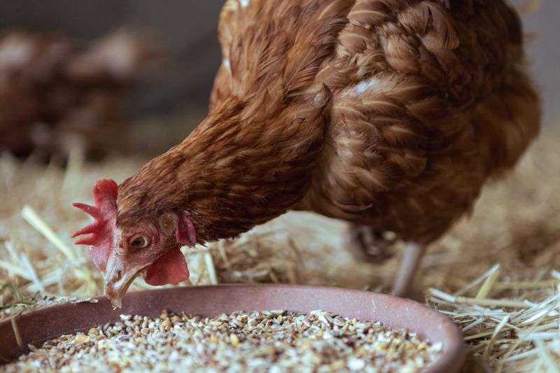 Poultry & Cattle Feed Industry