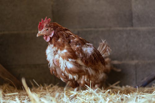 Chicken on Hay in Barn