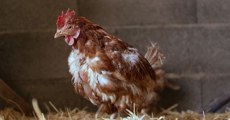 Gale pattes poules : Traitement et prévention