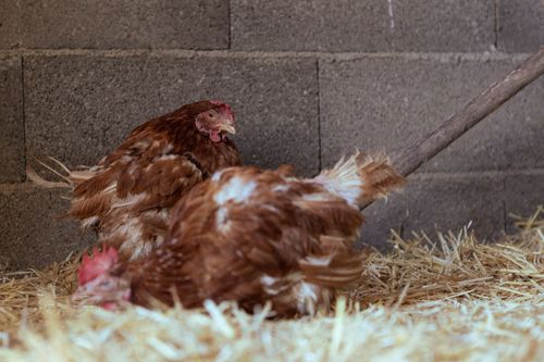 Free Two brown hens resting on straw in a rustic barn setting, showcasing farm life. Stock Photo
