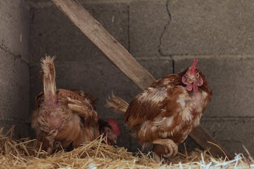 Hens in a Chicken Coop 