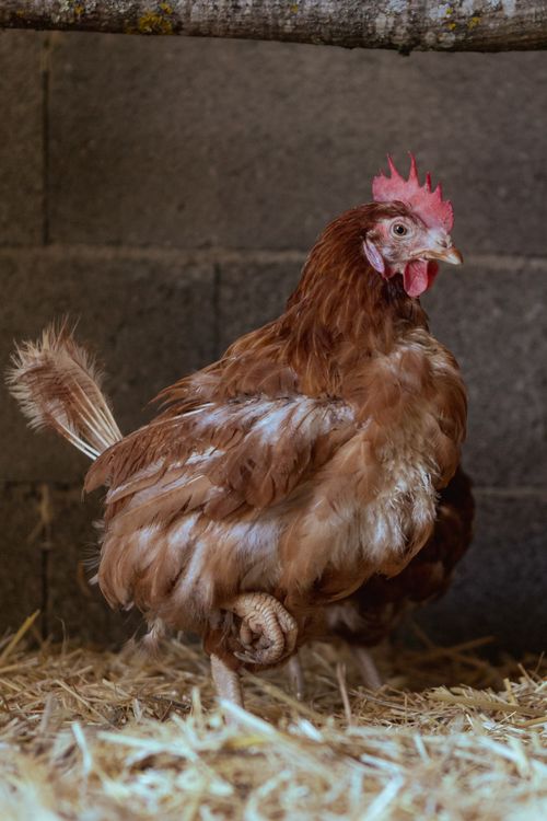 Free Detailed image of a red hen in a barn setting with straw bedding. Stock Photo
