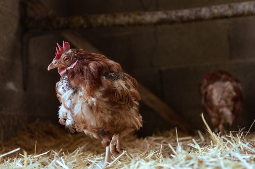 Free A hen standing in a barn surrounded by straw, capturing rural farm life. Stock Photo