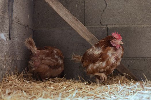 Brown hens resting on straw in a cozy barn corner.