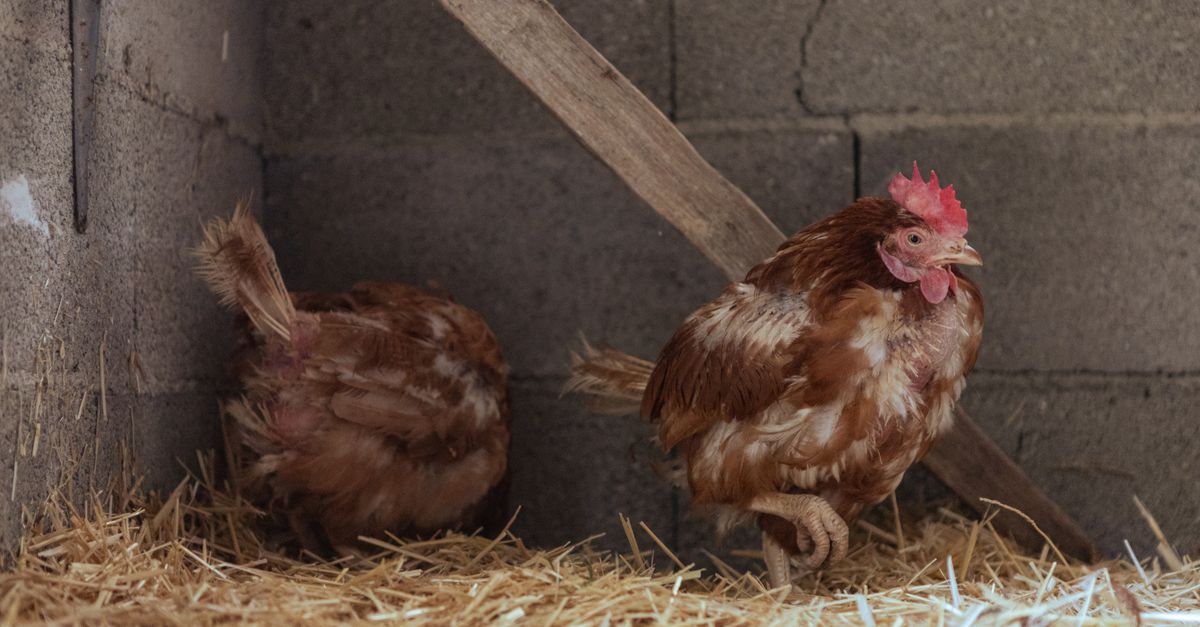 Chicken Hay Chickens on Hay in Barn · Free Stock Photo