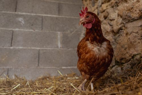 Free A brown hen standing on straw inside a rustic barn against a stone wall. Stock Photo