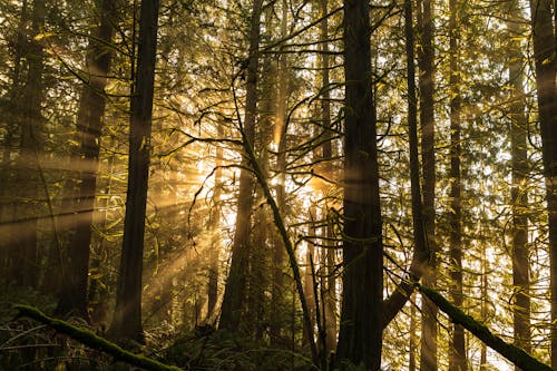 View of Sun Shining between Trees in a Forest