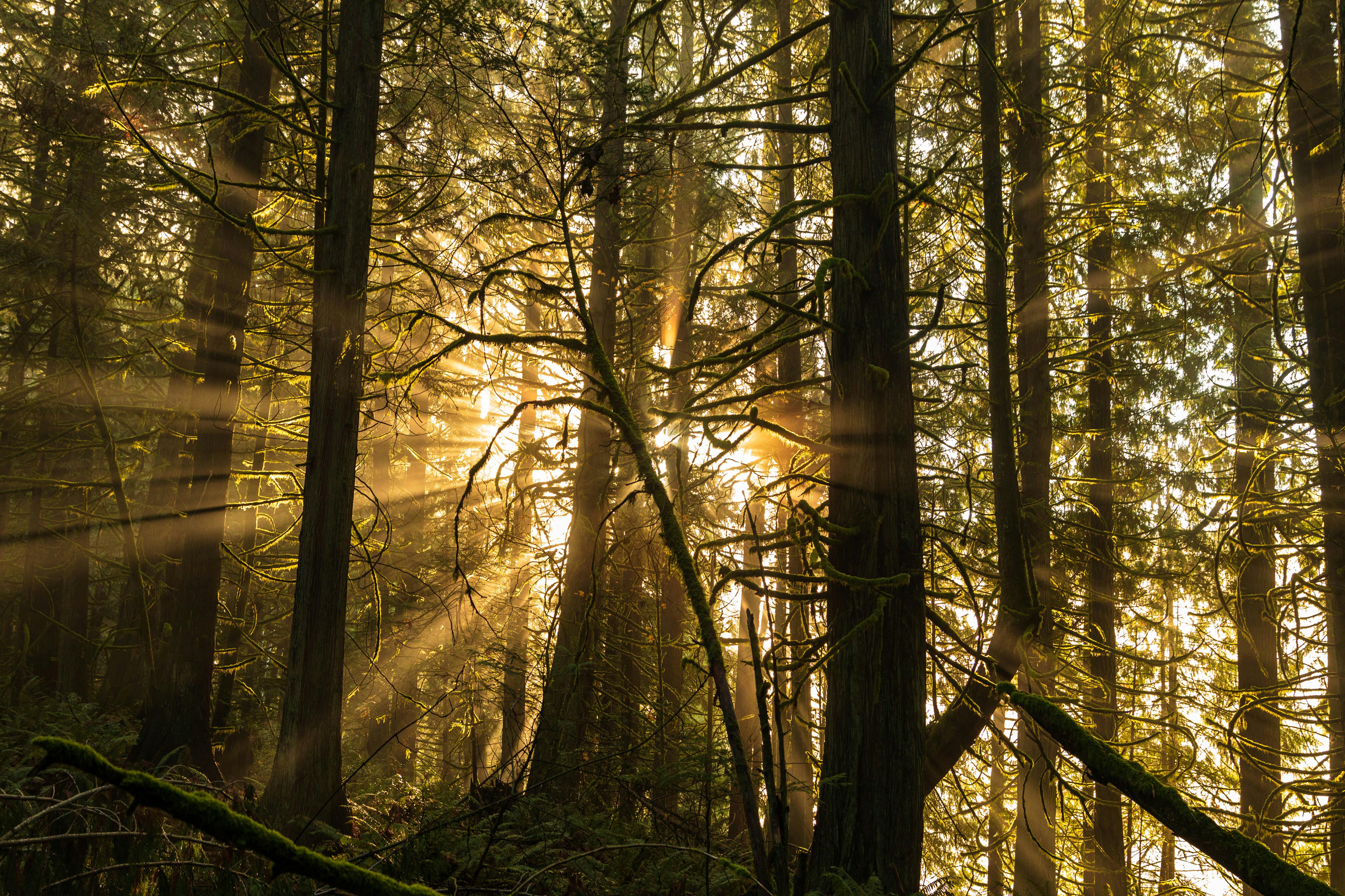 View of Sun Shining between Trees in a Forest · Free Stock Photo