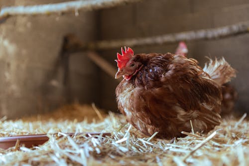 A Hen in a Chicken Coop 