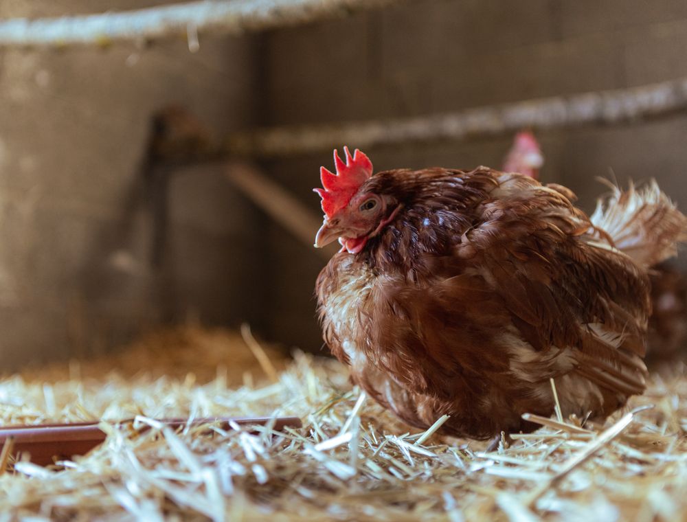 Brown hen sitting on straw inside a farm house