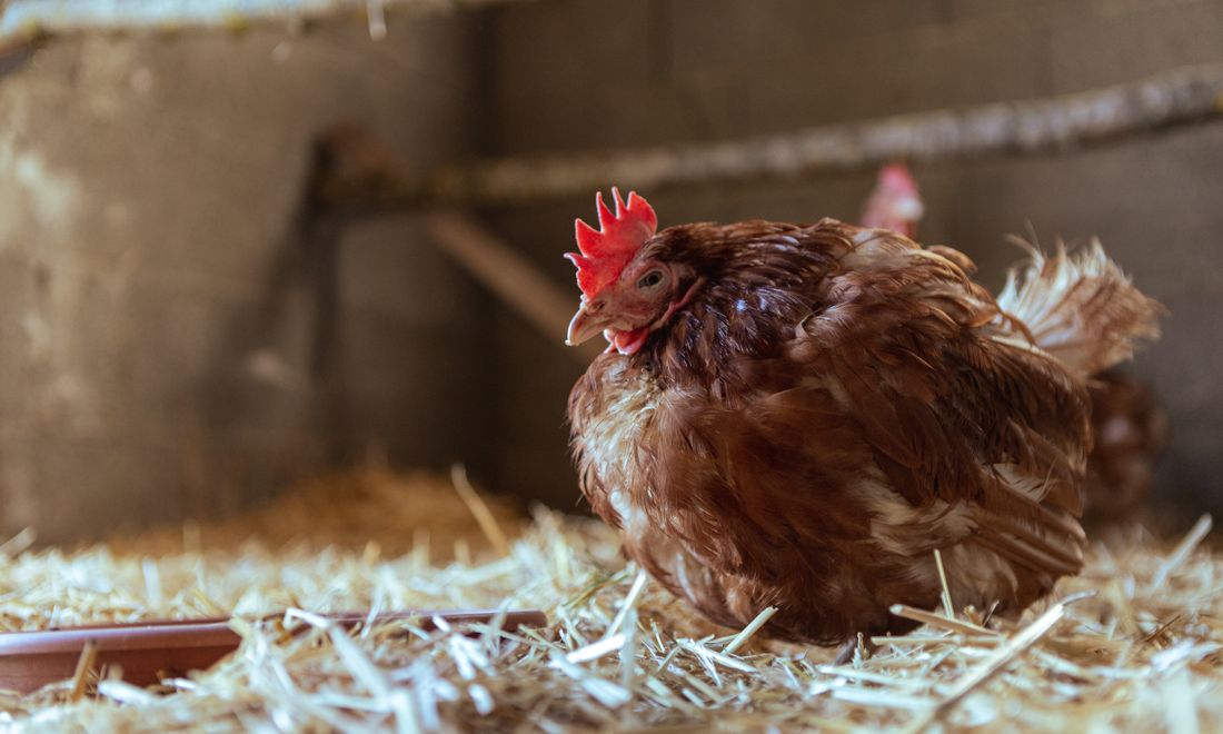 A brown hen sitting on straw in her coop