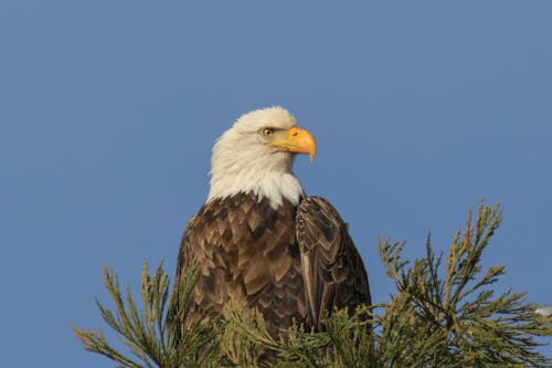Photo of an Bald Eagle Perching on a Bush