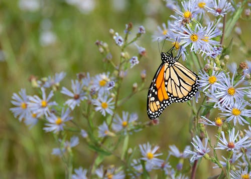 Motyl Monarcha Siedzący Na Kwiatku