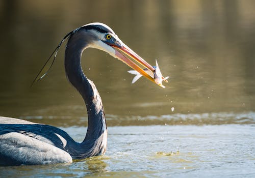 Základová fotografie zdarma na téma chytání, divoký, fotografie divoké přírody