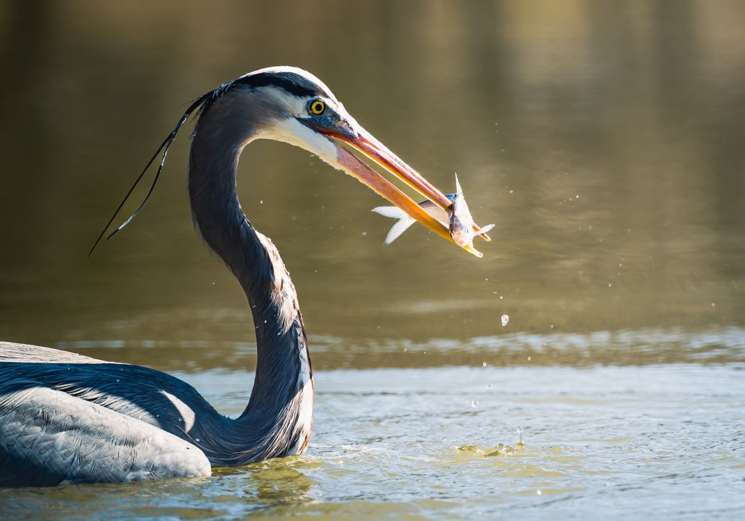 Heron Catching Fish With Beak In Water Free Stock Photo Heron Catching Fish With Beak In Water Free Stock Photo