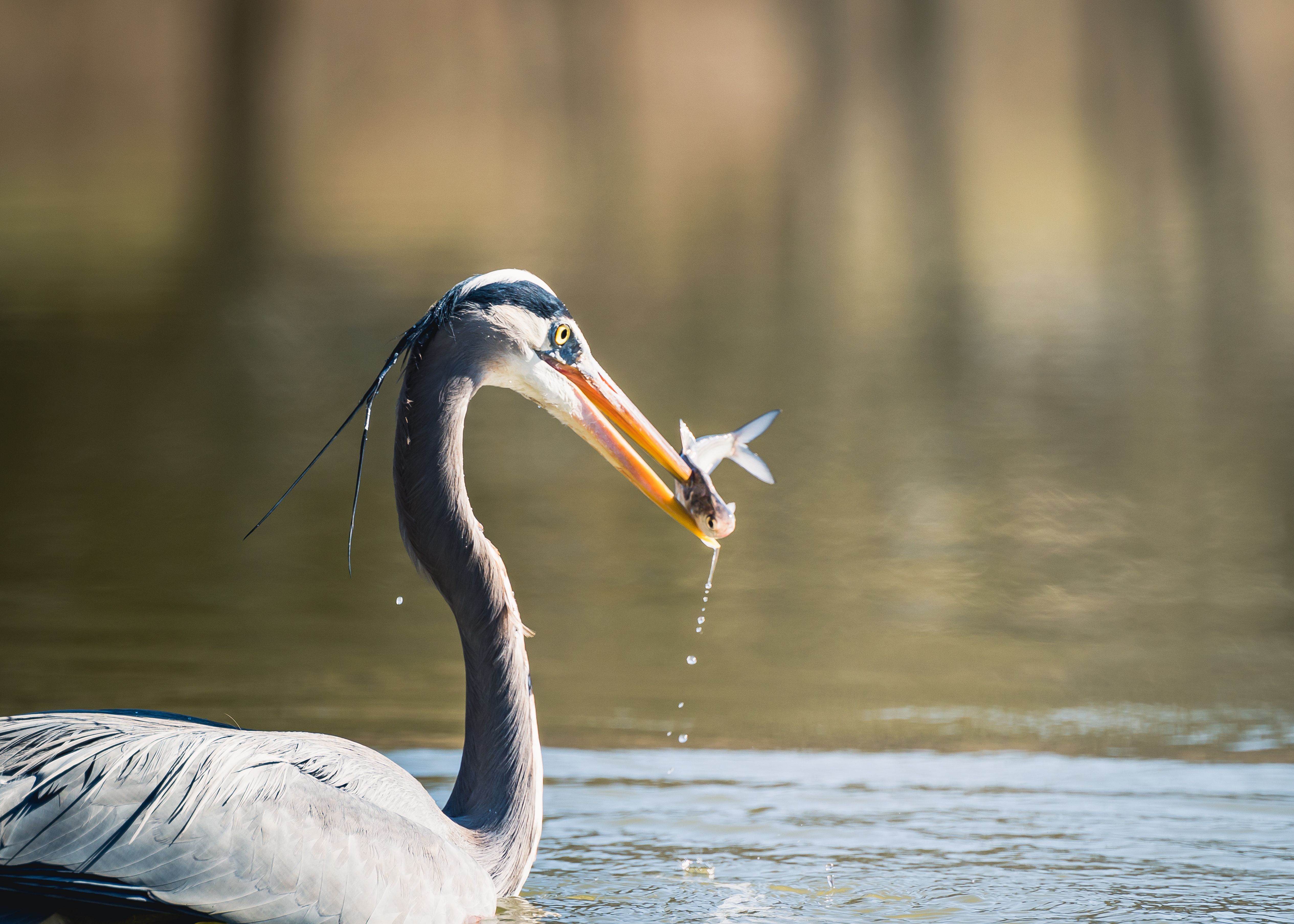 A Great Blue Heron catches a fish in calm water, droplets falling elegantly around.