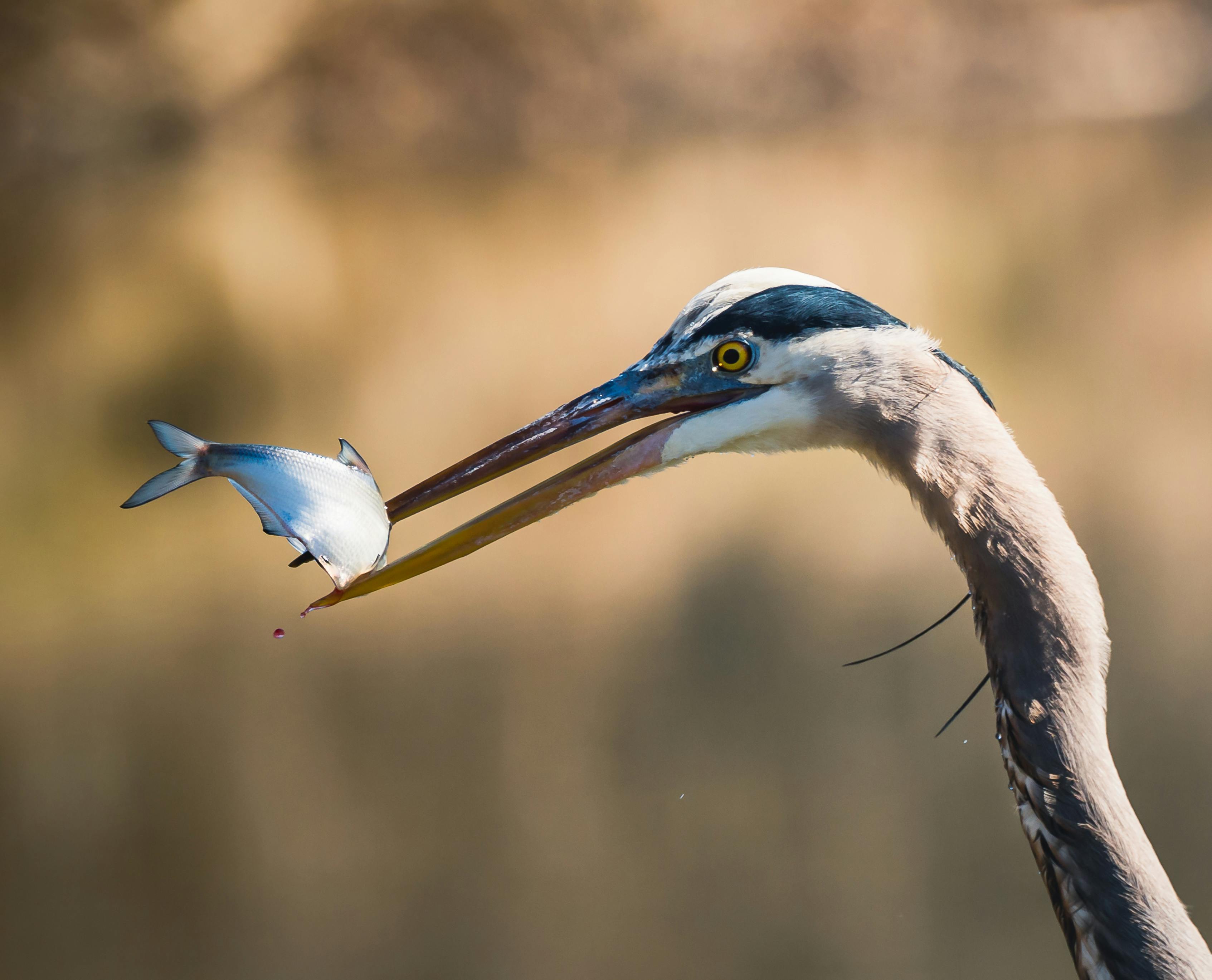 A great blue heron skillfully catching a fish in its natural environment, showcasing wildlife behavior.