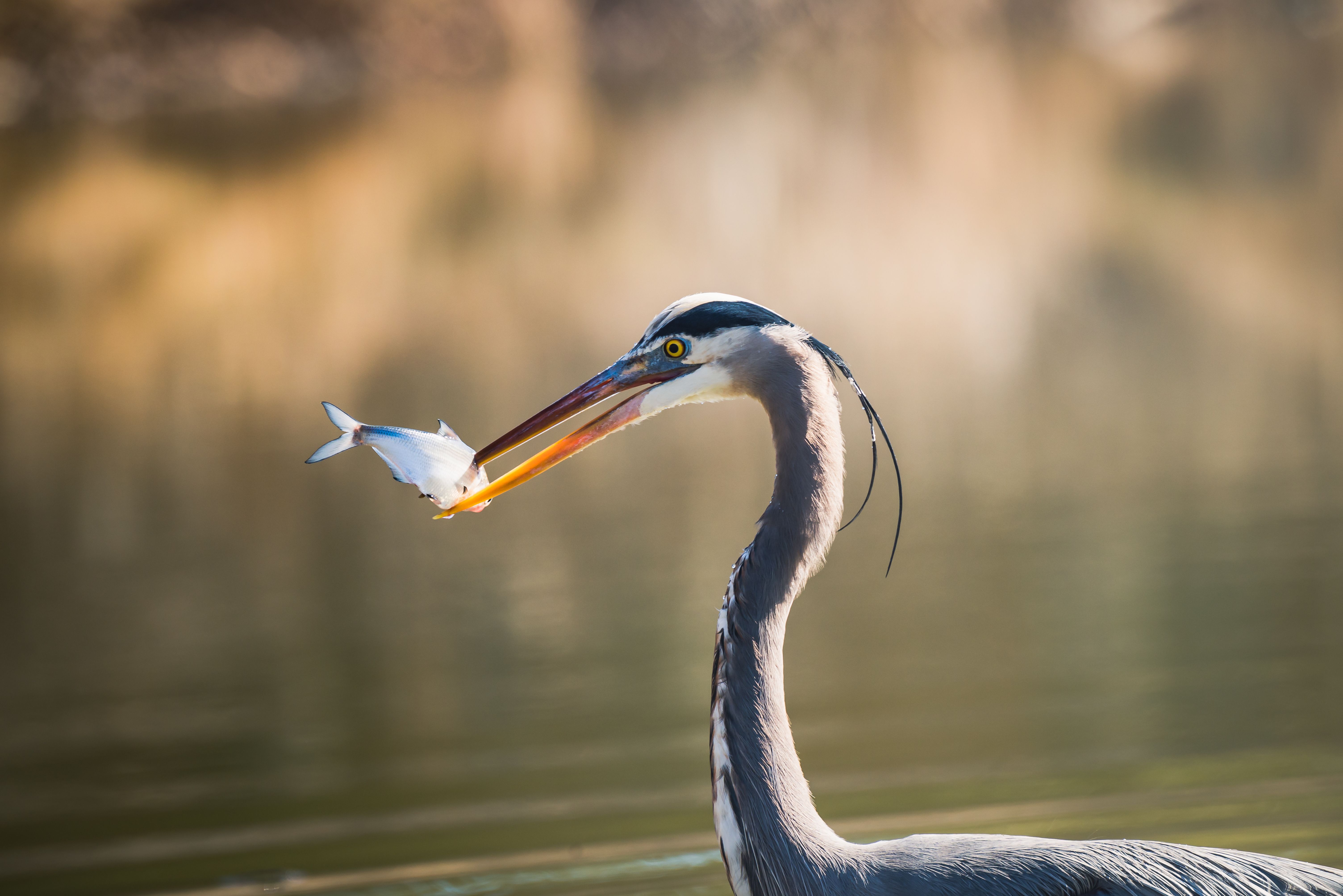 How do fish hide from predators? - The Institute for Environmental ...