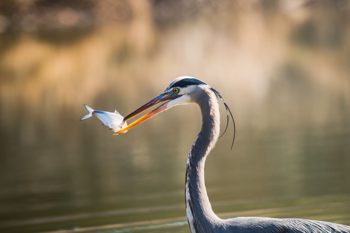 Crane Getting Fish Crane Bird with Hunted Fish · Free Stock Photo